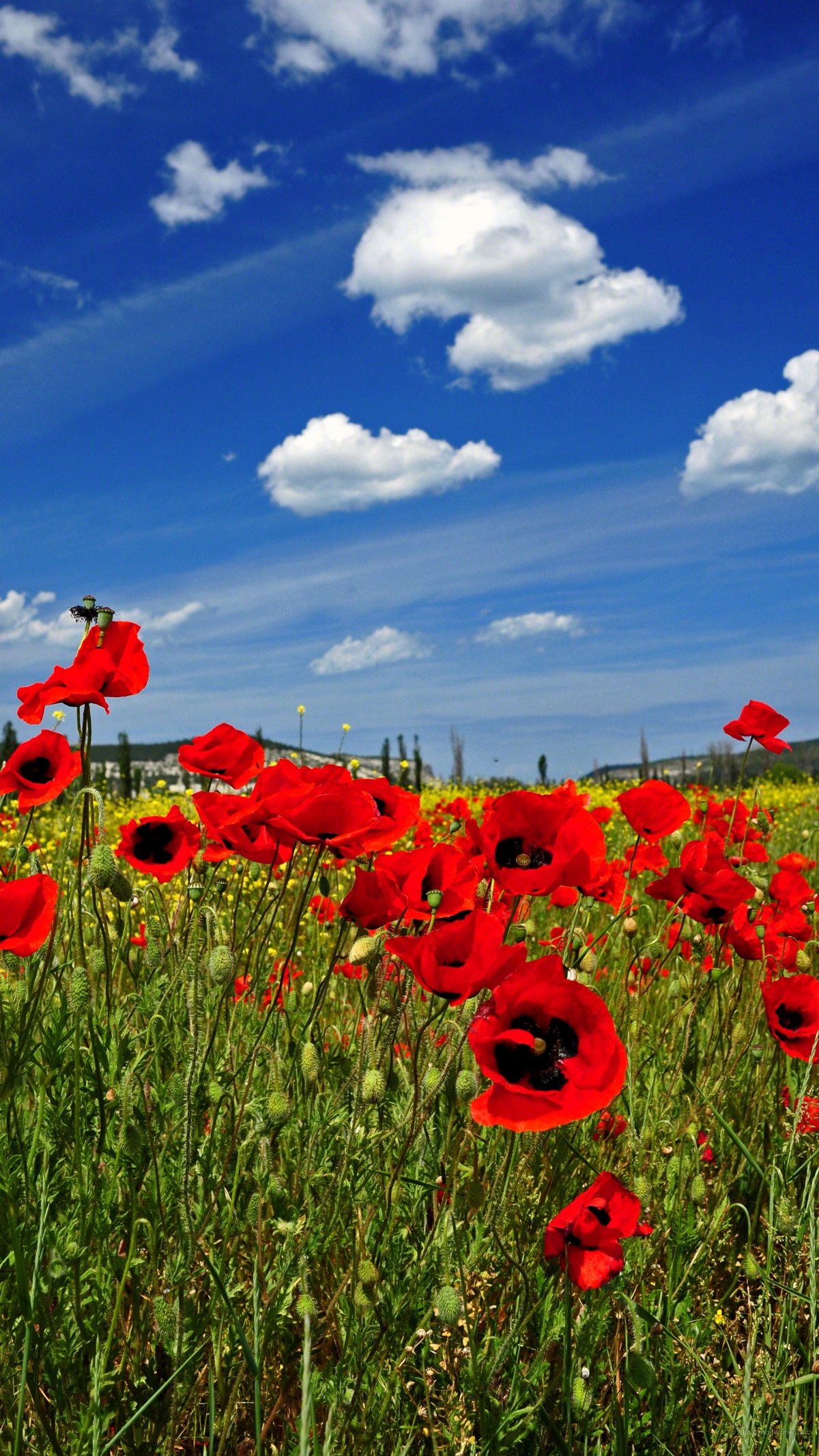 Макро на телефон