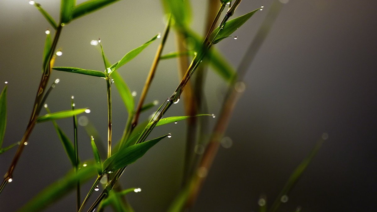 Краска для обоев