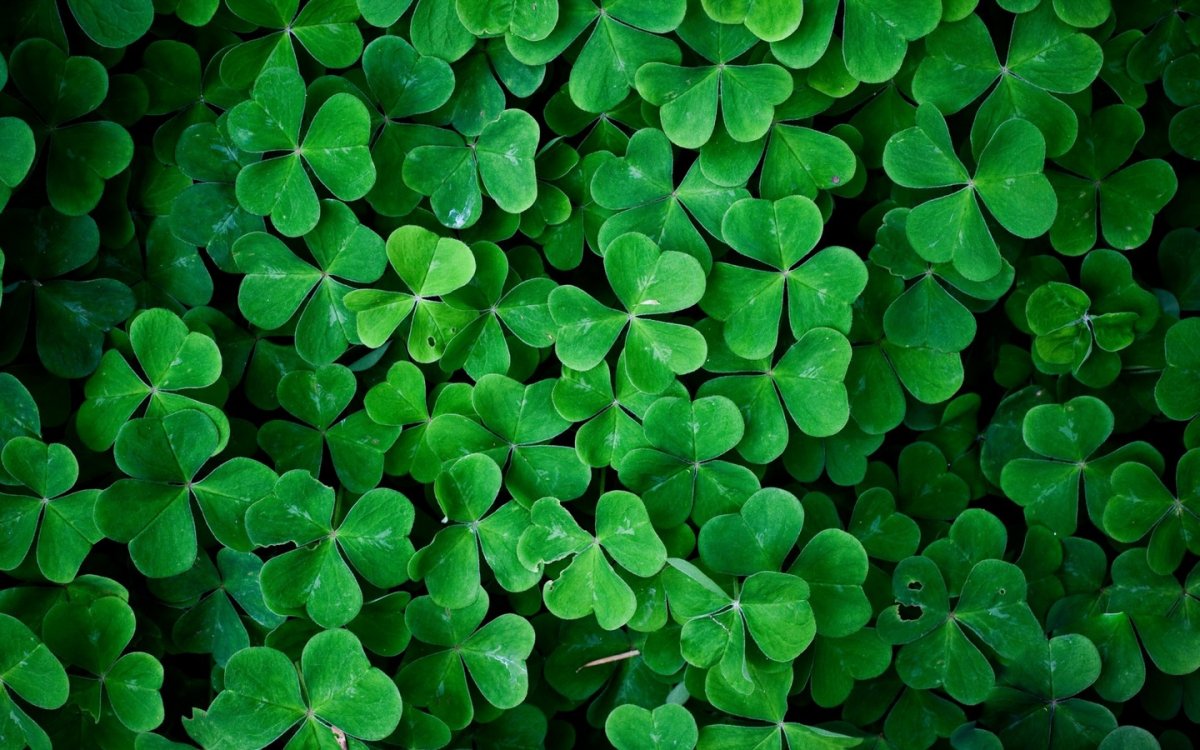 Ирландский Клевер четырехлистный