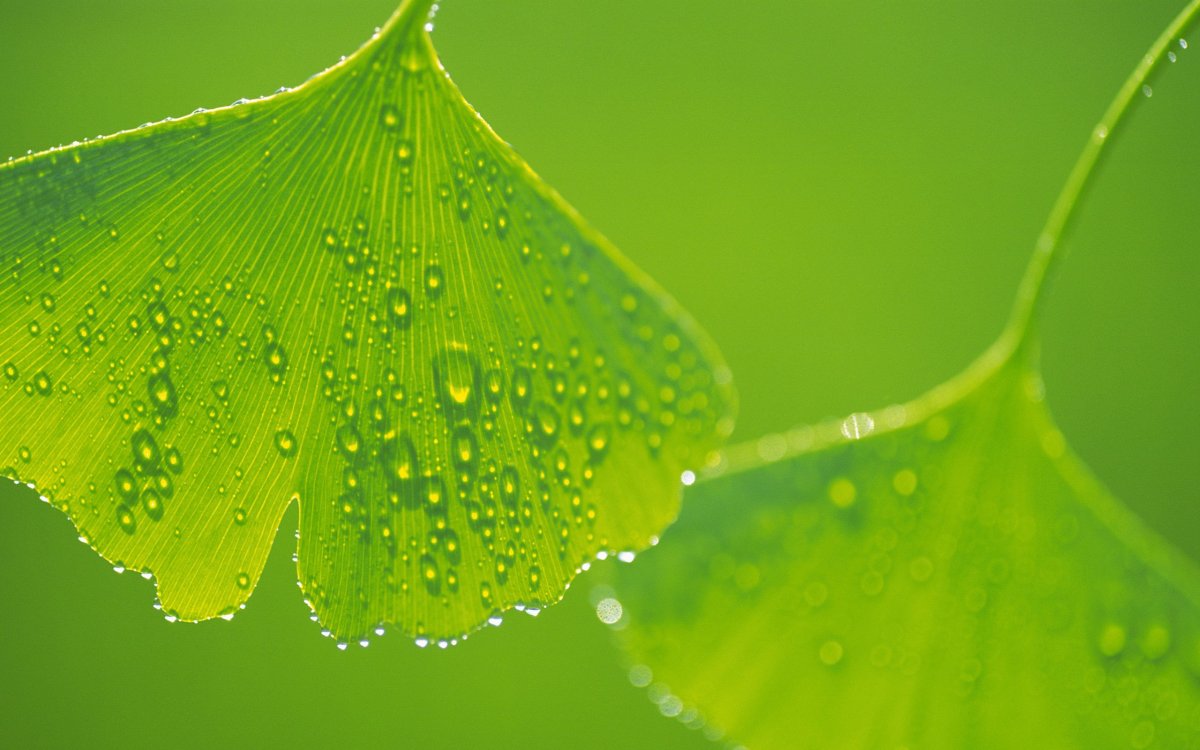 Красивый зеленый цвет