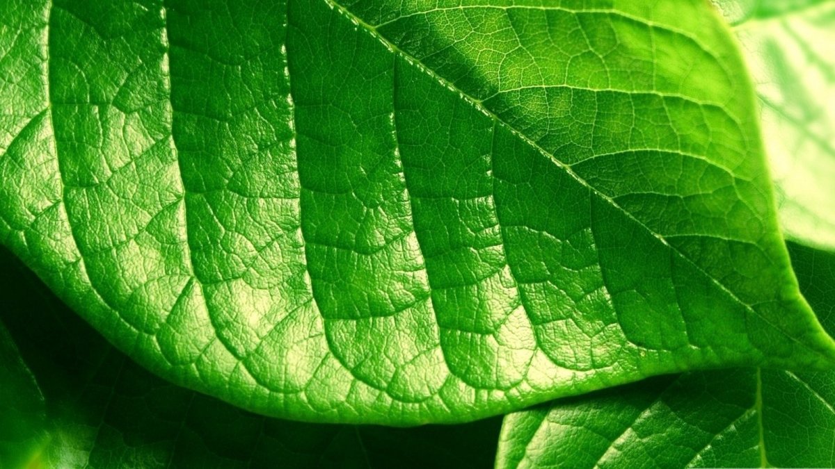 Красивые зеленые листья