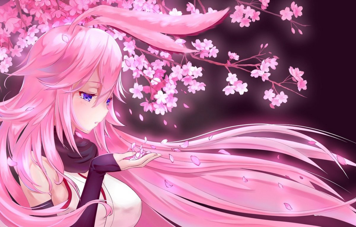 Хонкай Импакт Сакура