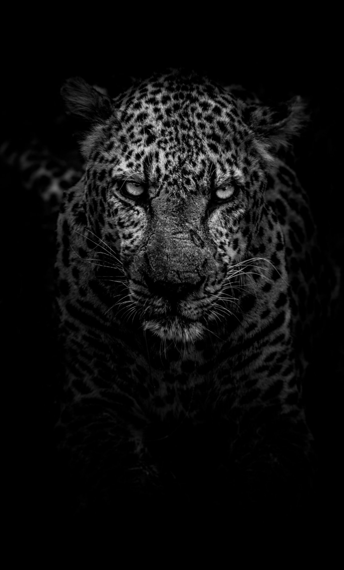 Цветы на темном фоне