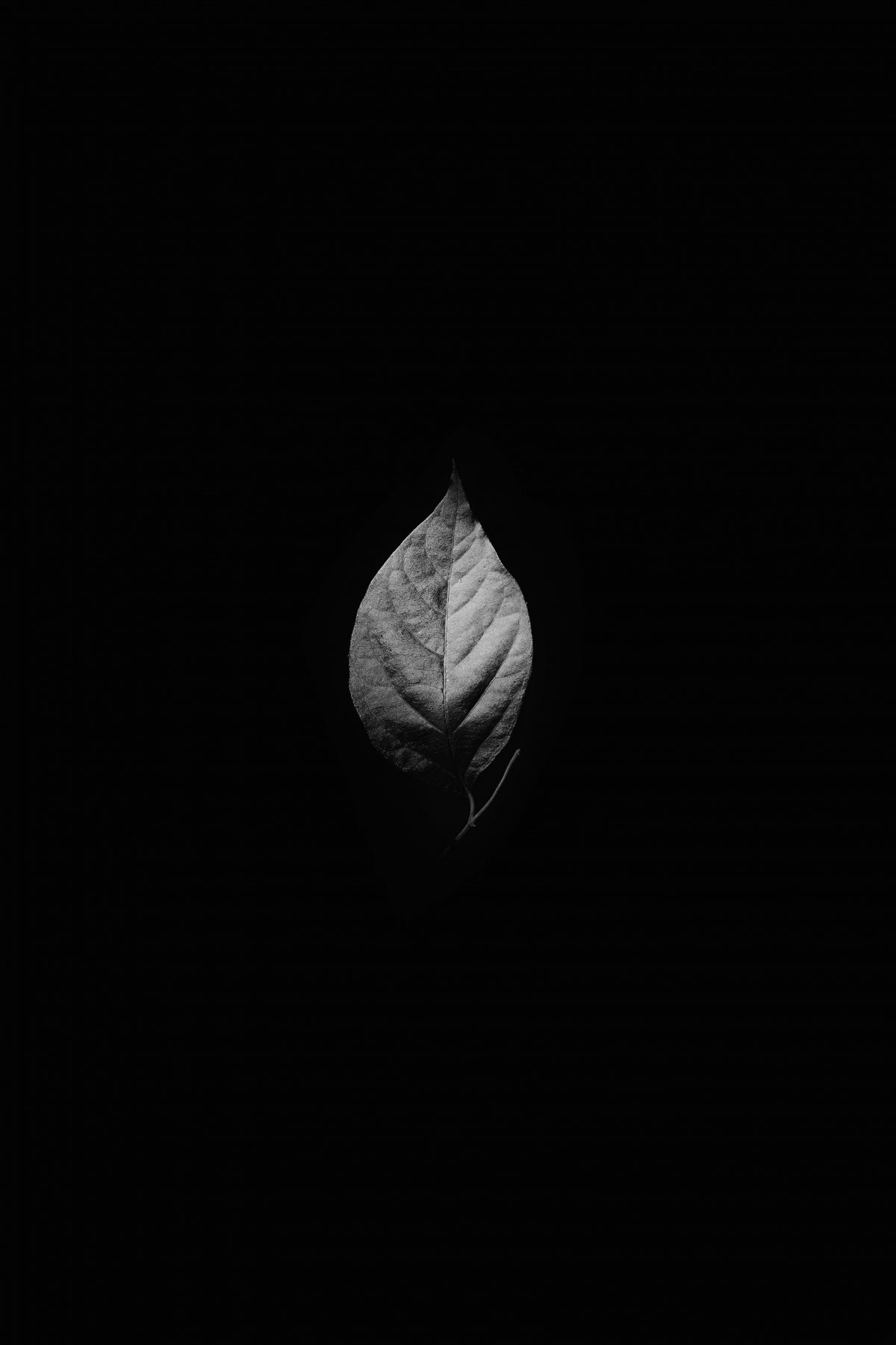 Черный лист