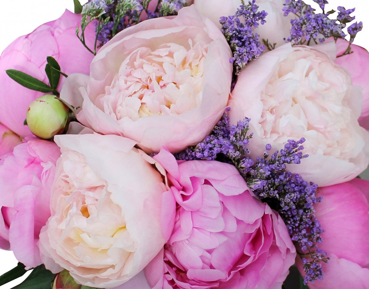 Пион Петит Порцелайн