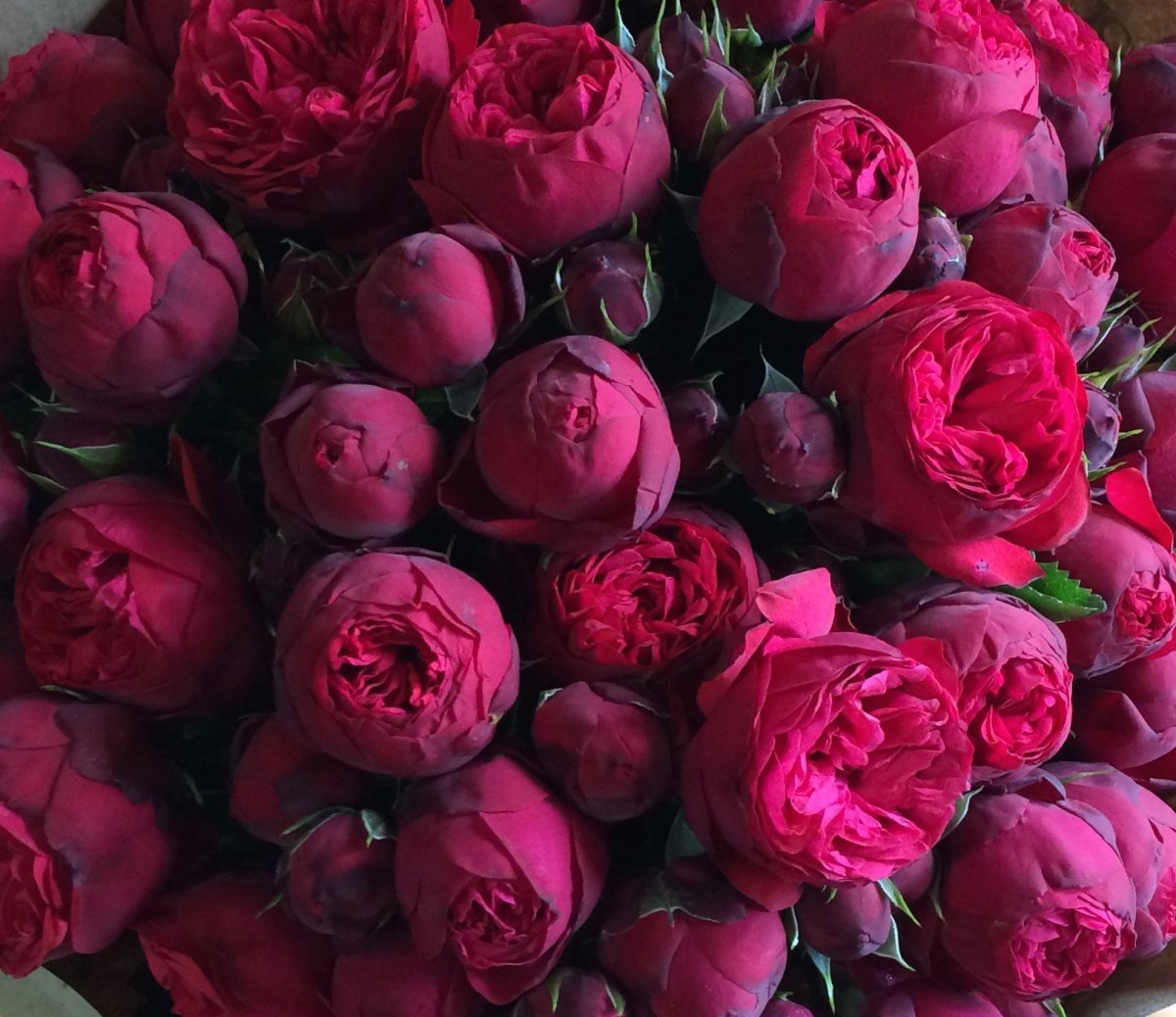 Пион травянистый микс