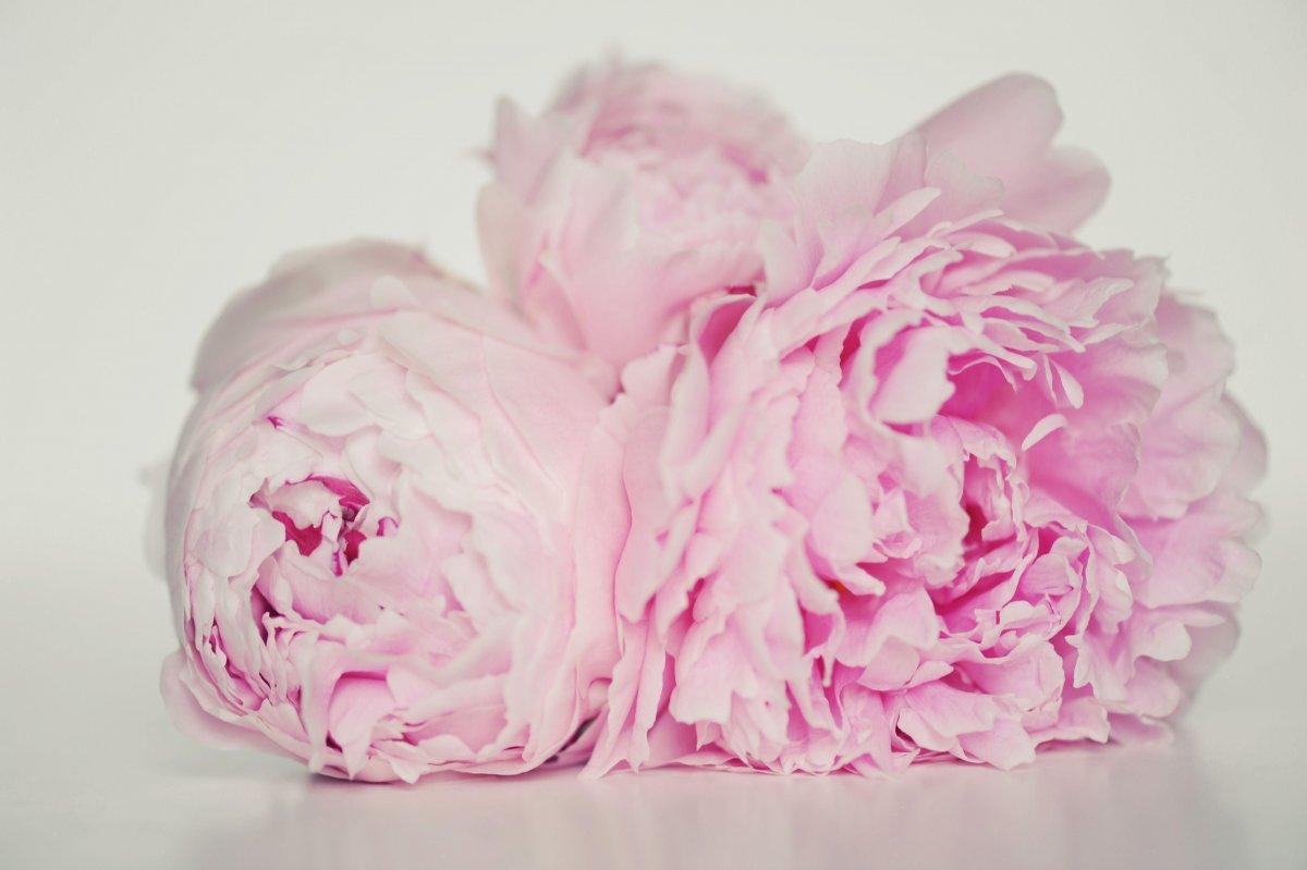 Пиони Пинк (Peony Pink)