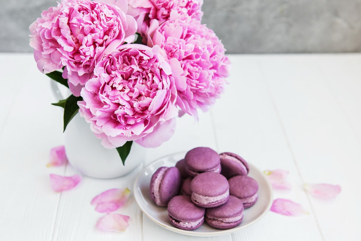 Пионовидная роза Peony Pink