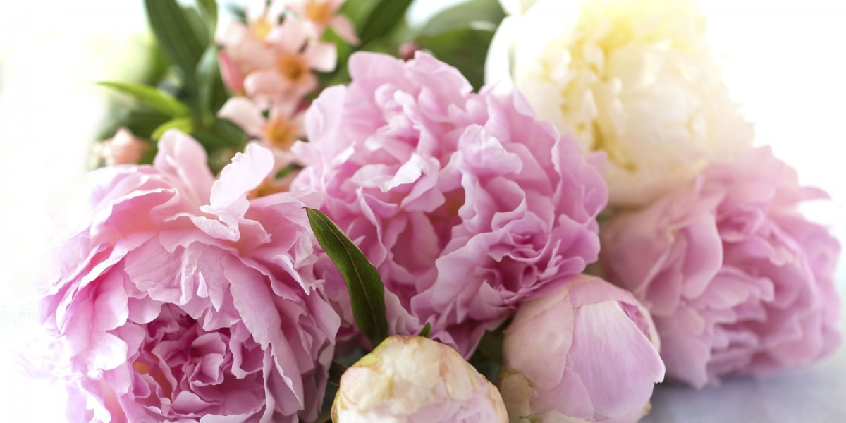 Картинки квадратные для рабочего стола пионы