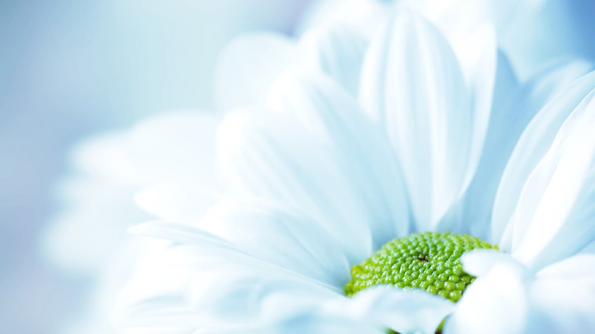 Нежные белые цветы макро