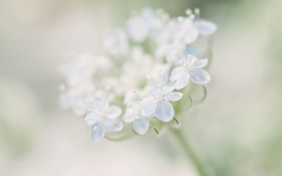 Цветок. Нежность