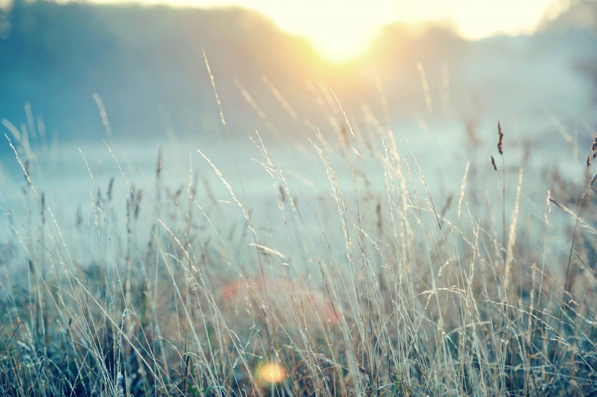 Природа в светлых тонах