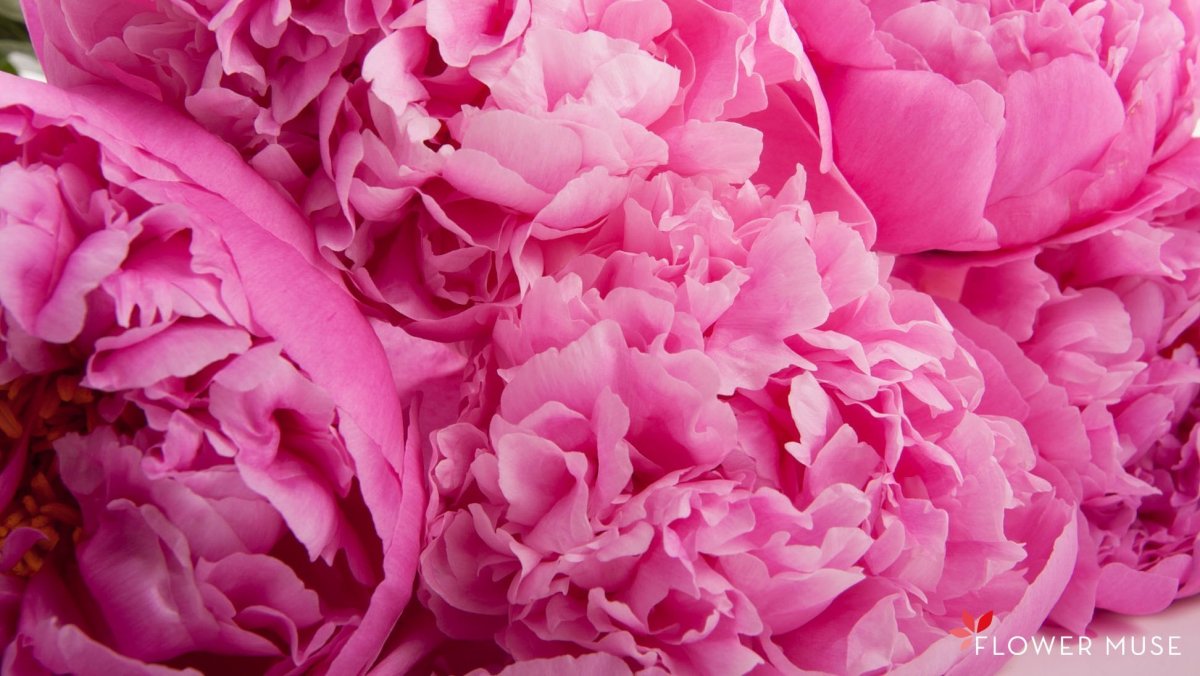Пиони Пинк (Peony Pink)