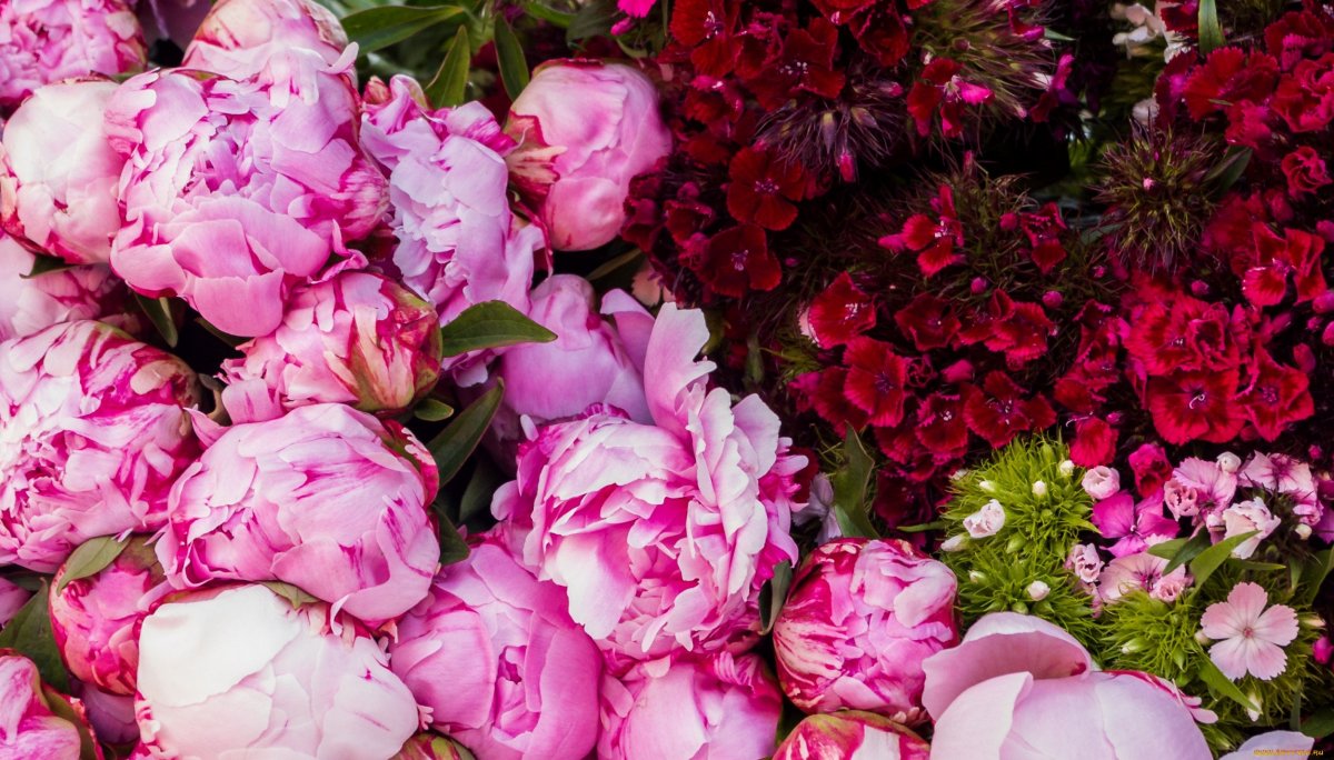 Розовые пионы