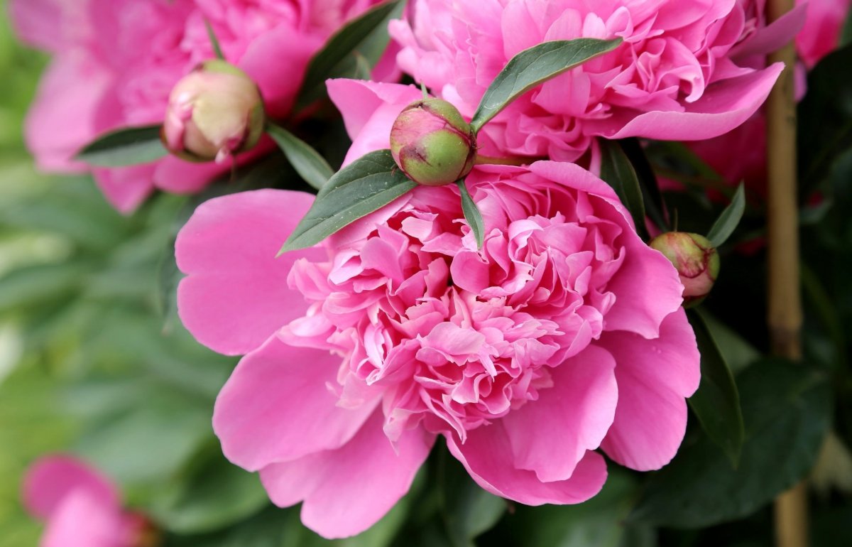 Пиони Пинк (Peony Pink)