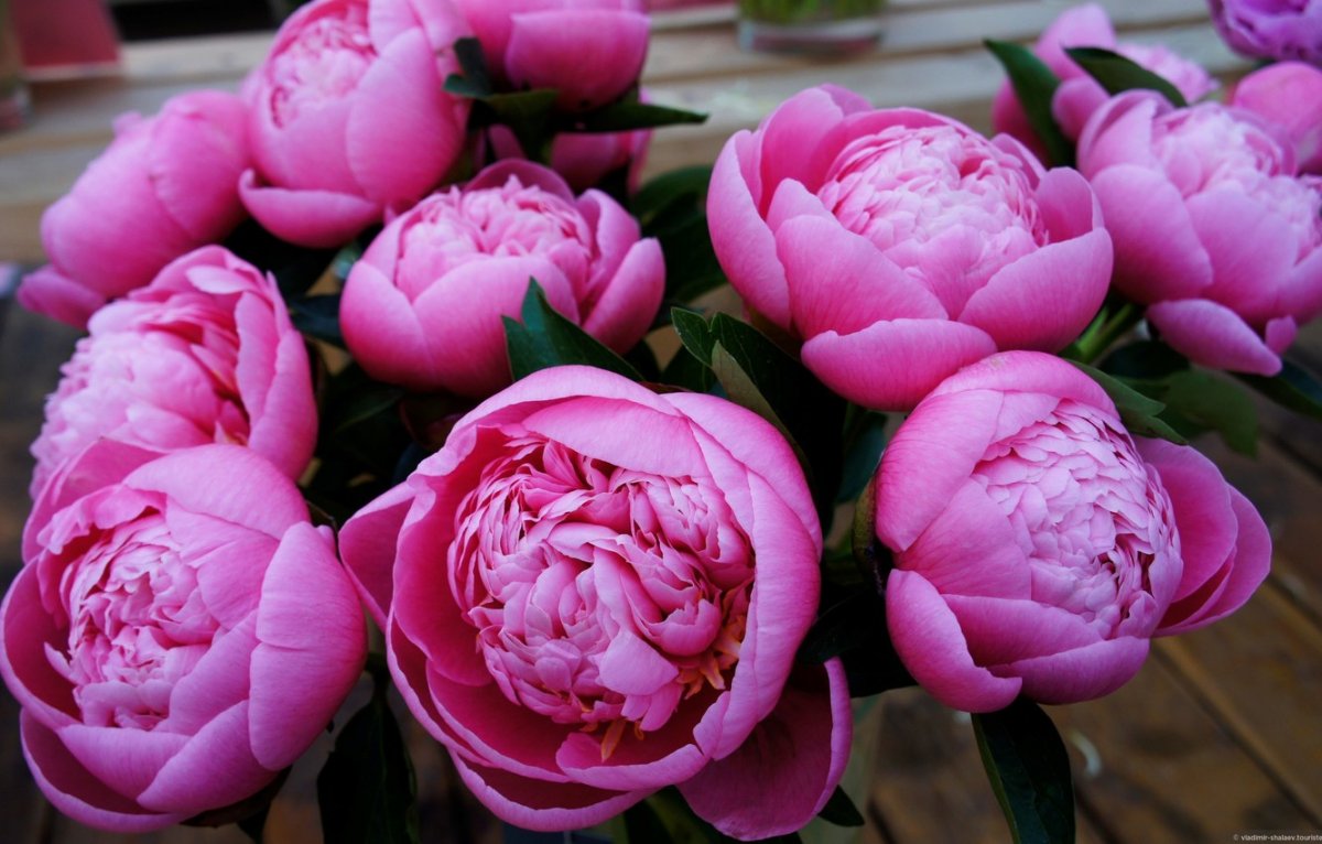 Весна цветы пионы