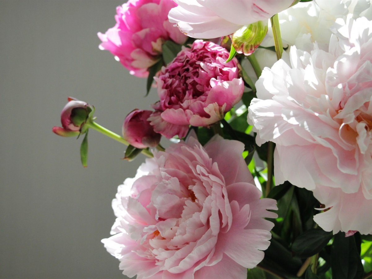 Пионы фотосток