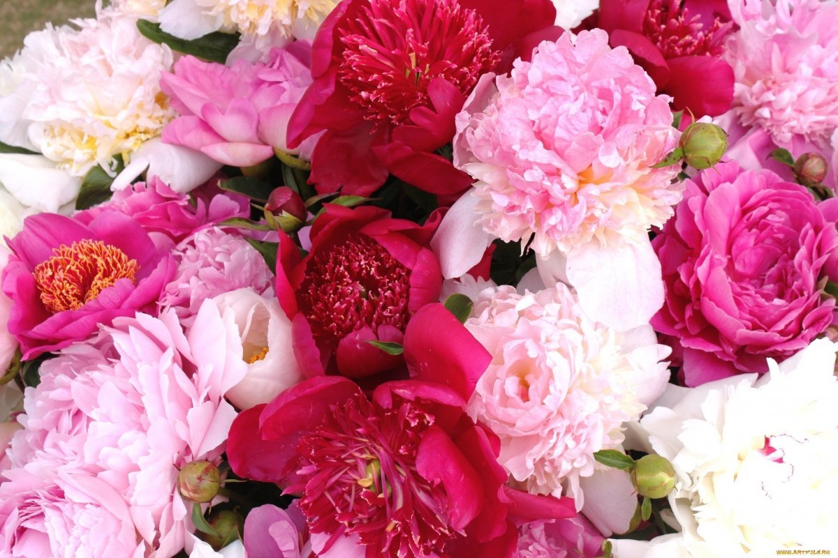 Пион микс с5