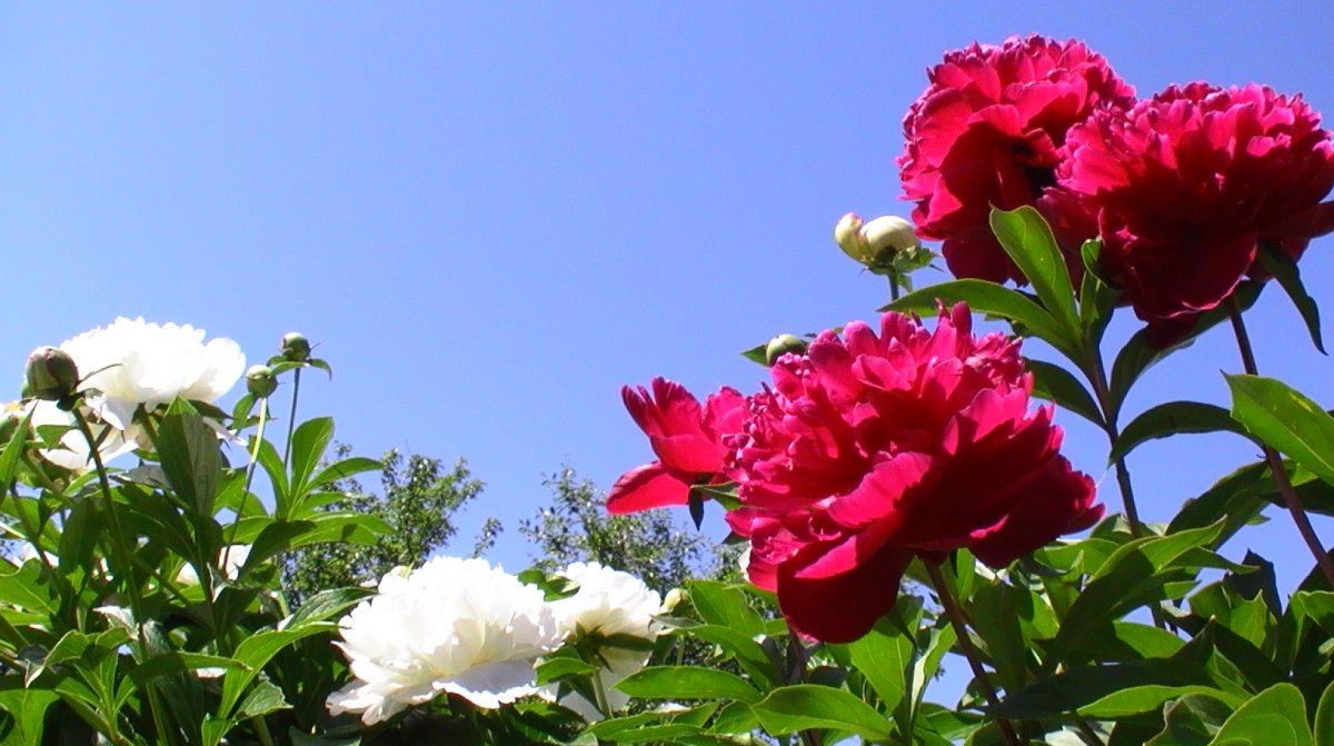 Пион Генри Бокстос