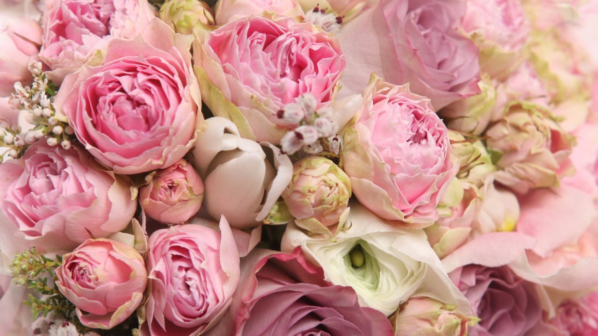 Пионовидная роза пастельных тонов