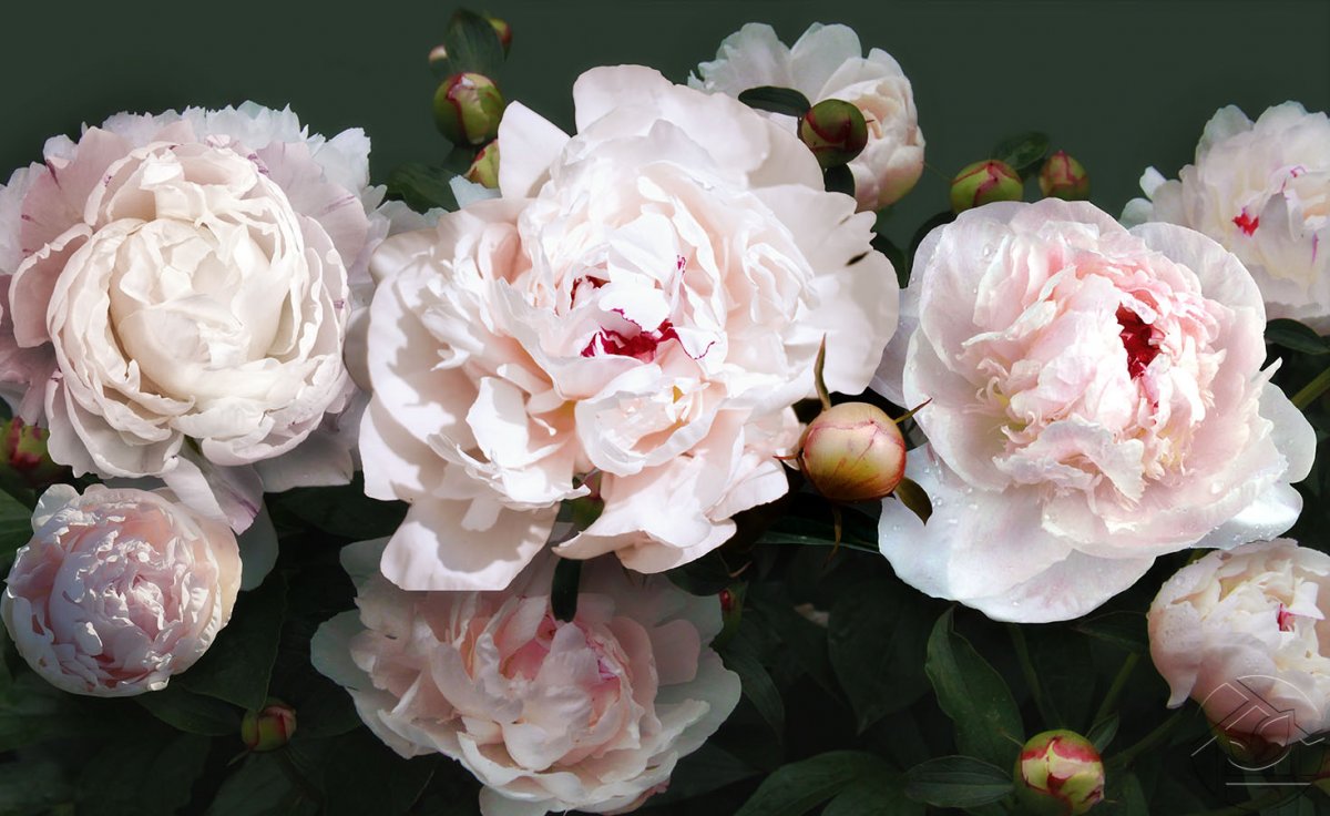 Пион Белгравия