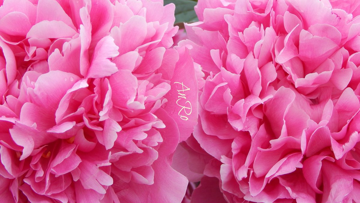 Пион Жан фон Бевезен