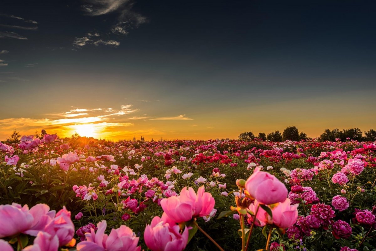 Поле пионов и других цветов