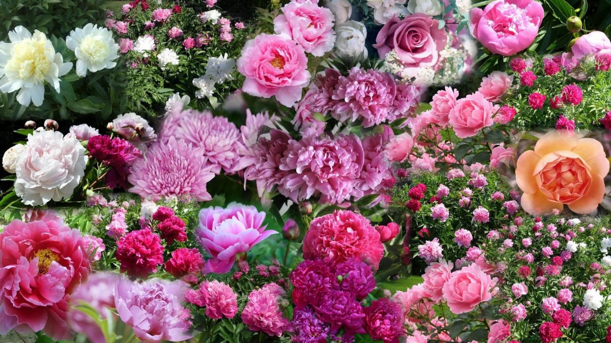 Картинки на рабочий стол пионы