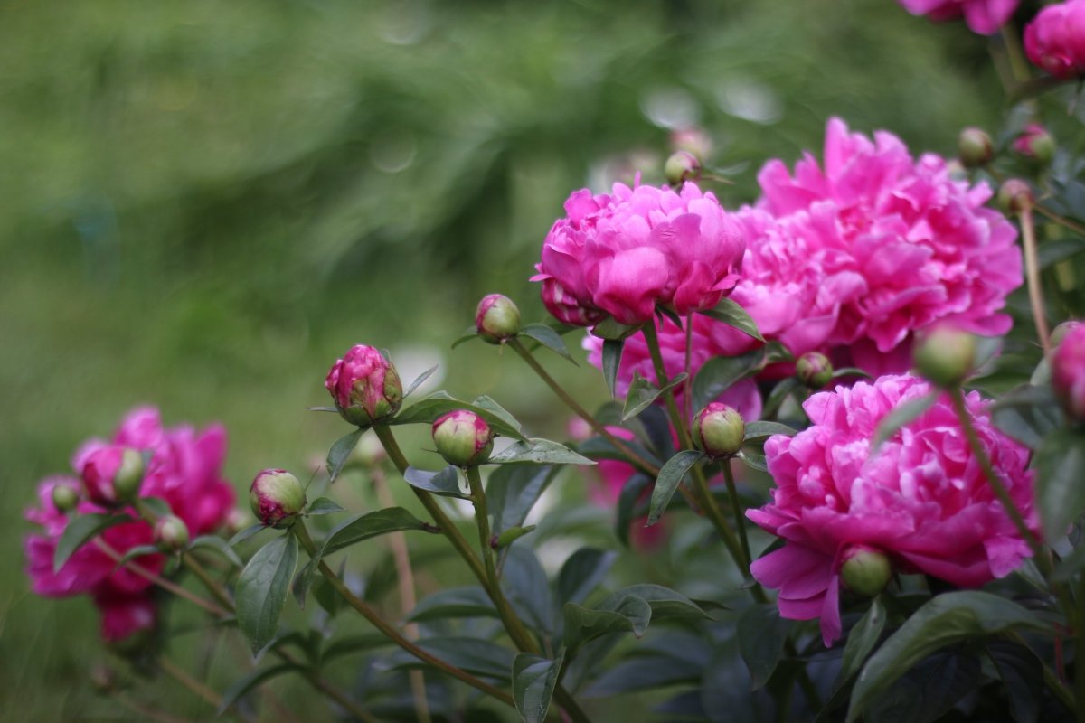 Пион Говард Уоткинс