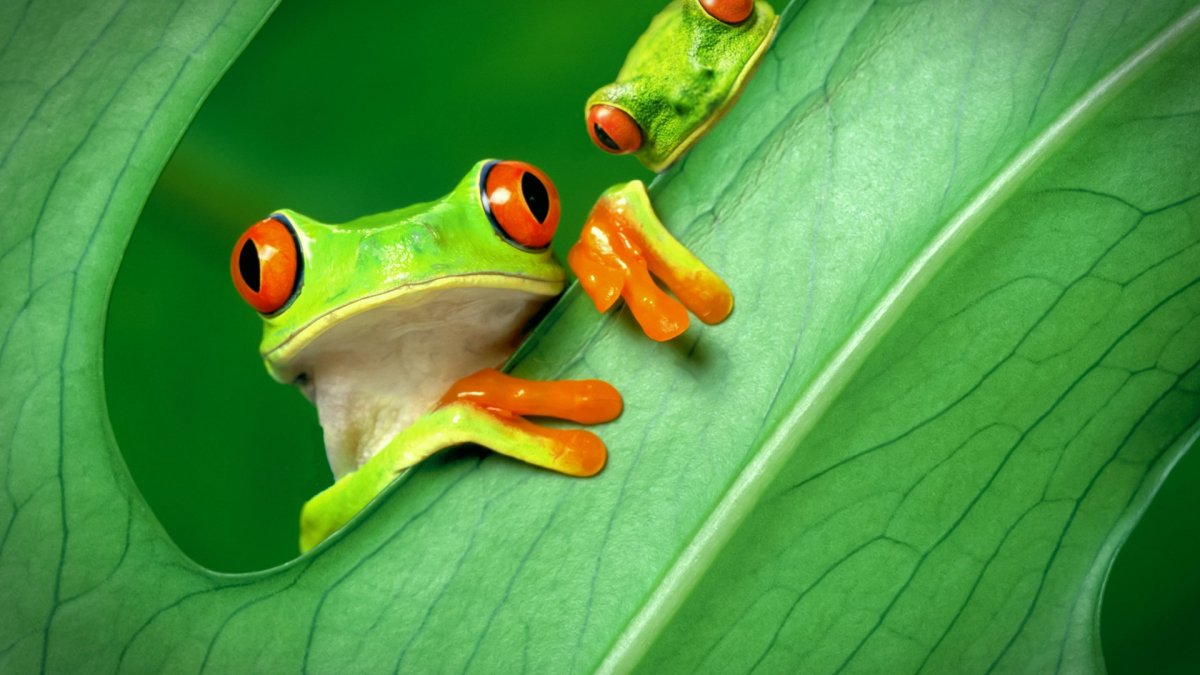 Спокойной ночи Лягушонок