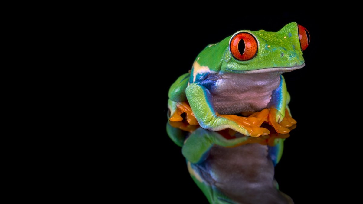 Фон с лягушками