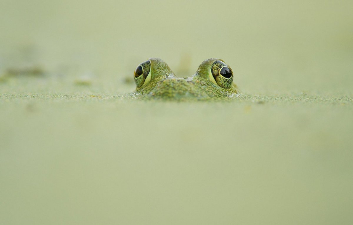 Лягушка фэнтези