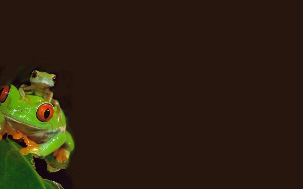 Лягушка на зеленом фоне