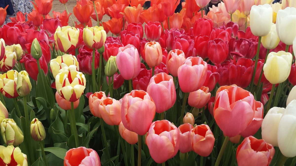 Тюльпан Триумф