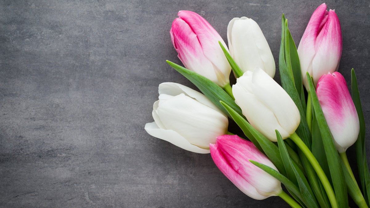 Нежные тюльпаны