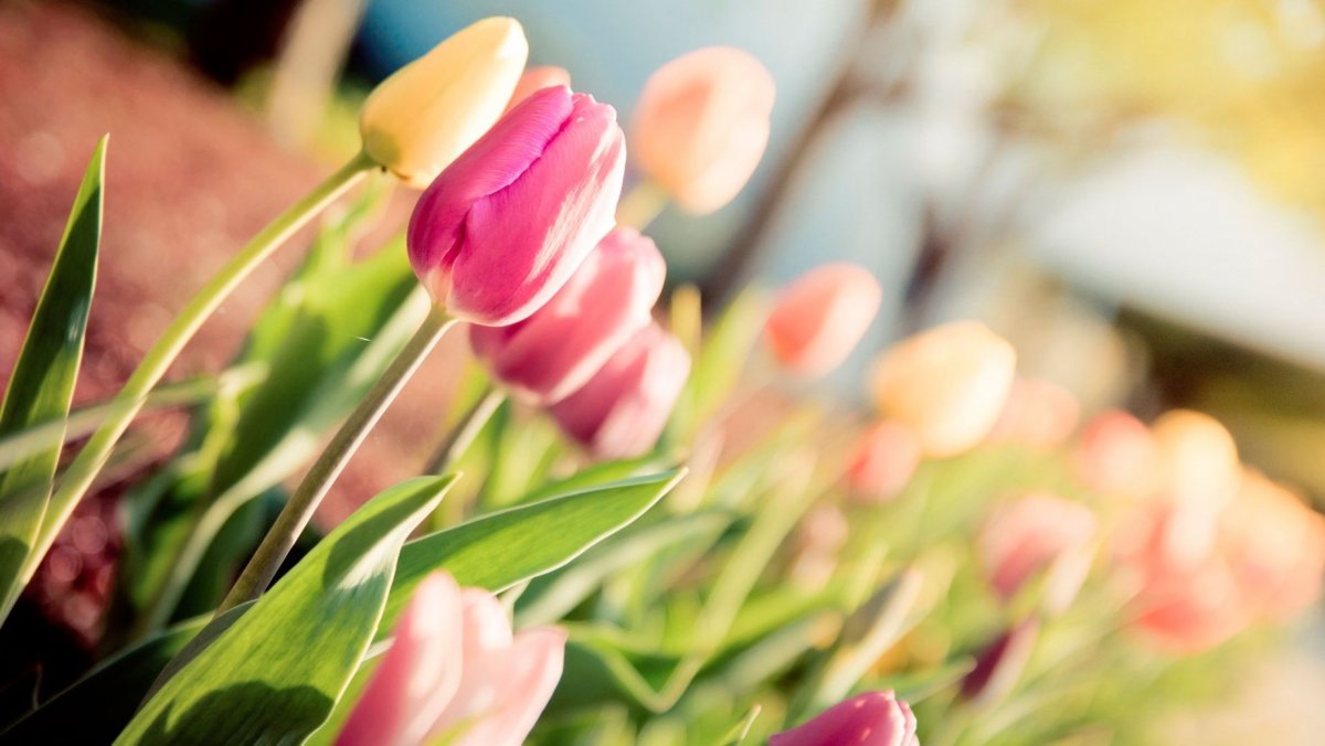 Тюльпан Франсуаза