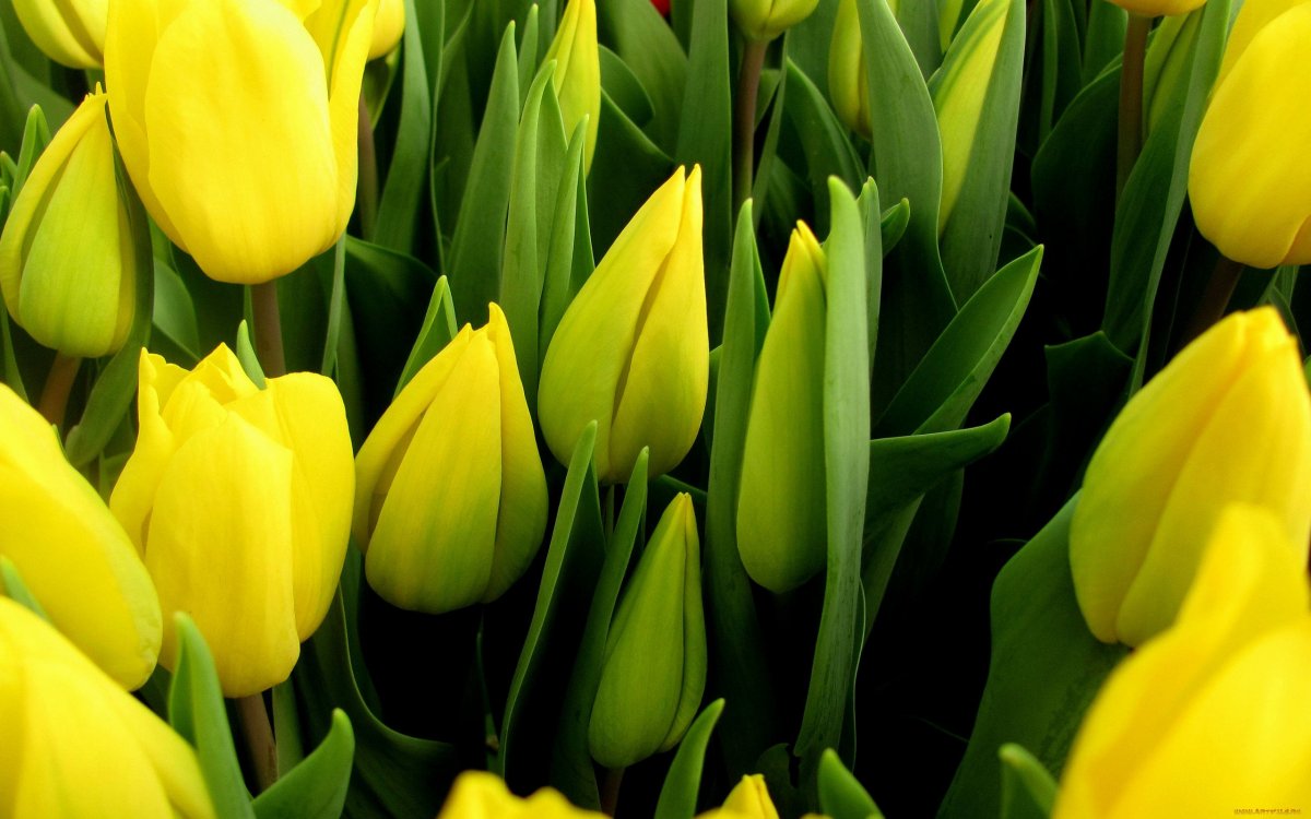 Весенние цветы тюльпаны