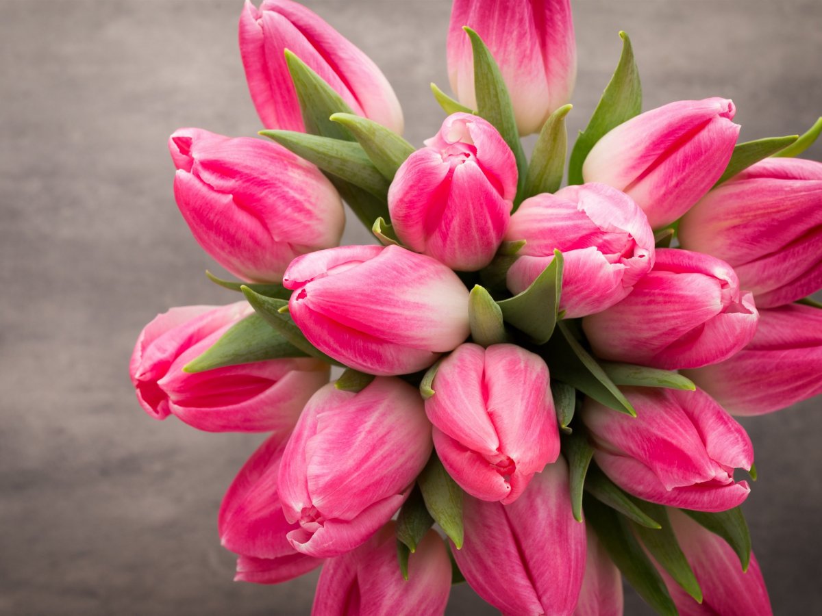 Мелкоцветные тюльпаны