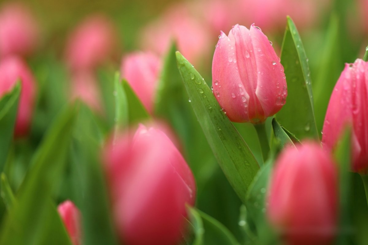 Розовые тюльпаны