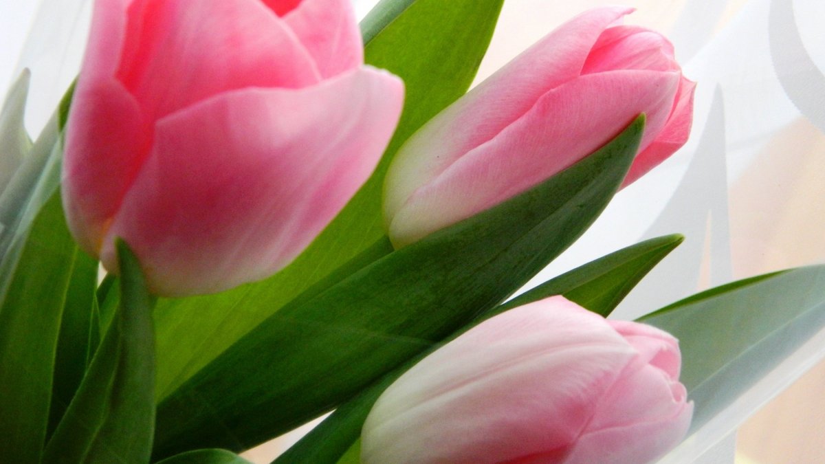 Цветы тюльпаны розовые