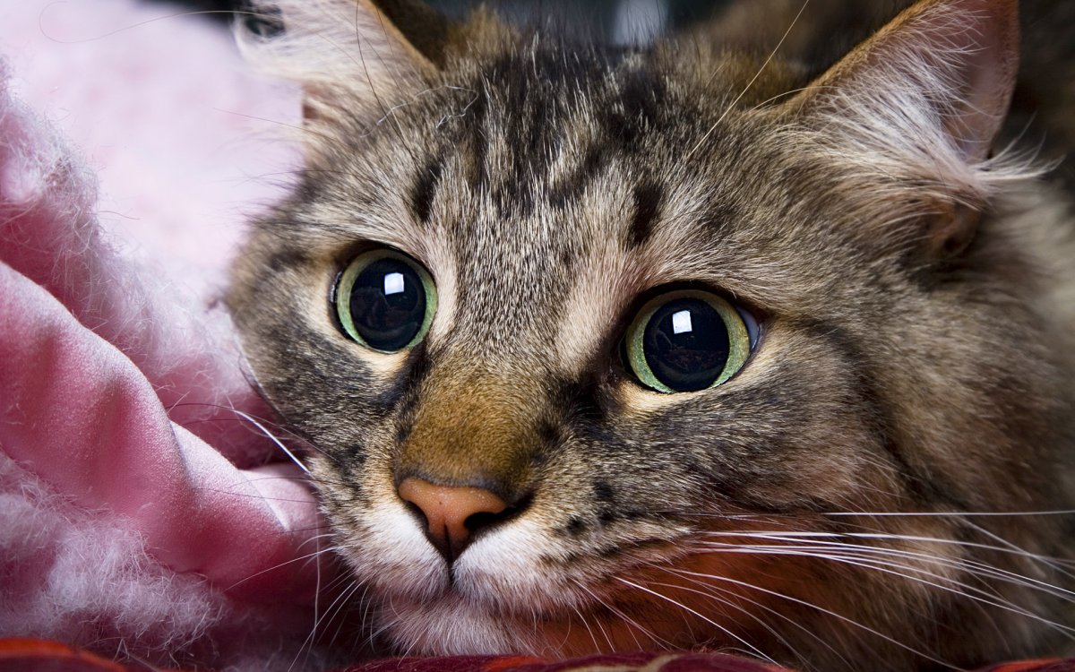 Красивые котики