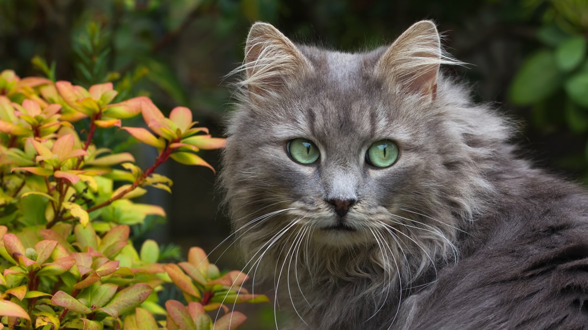 Скоттиш-страйт Шотландская прямоухая