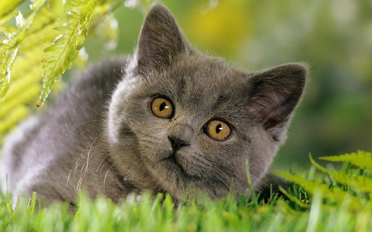 Три кота фото картинки