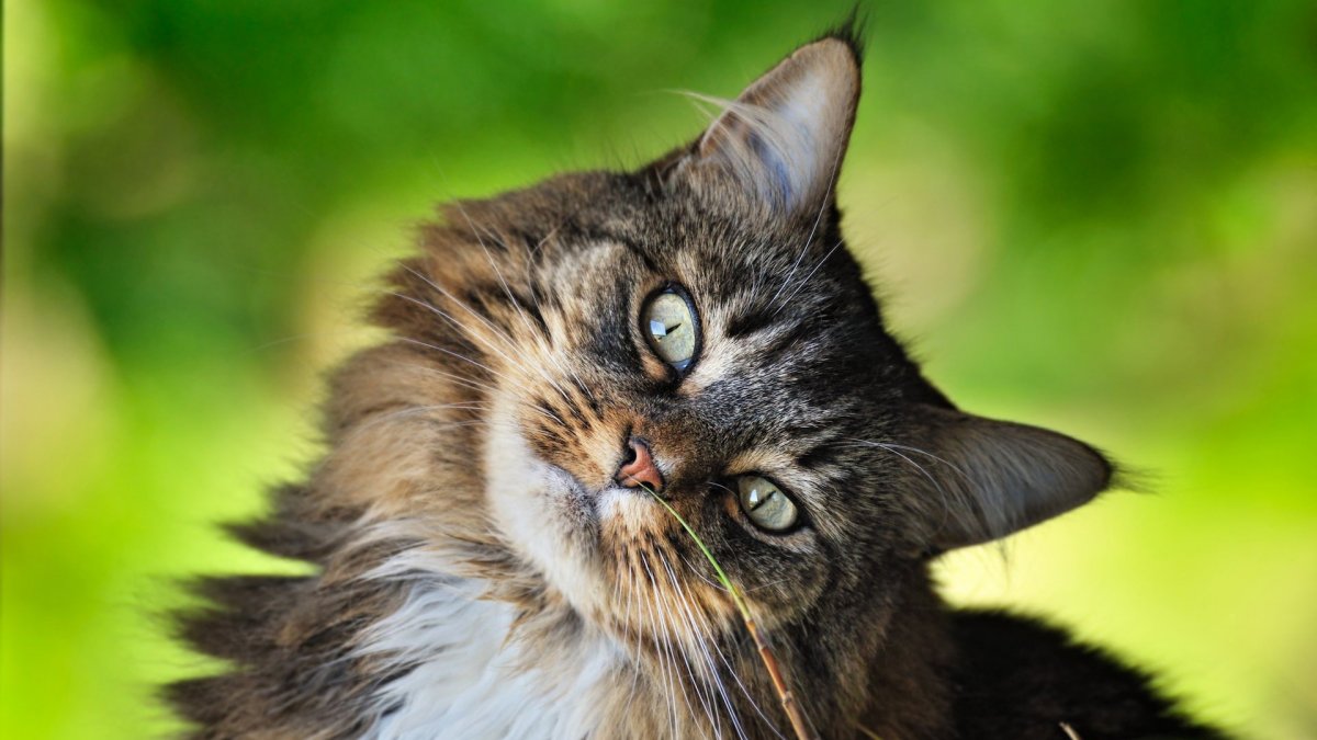 Красивый кот