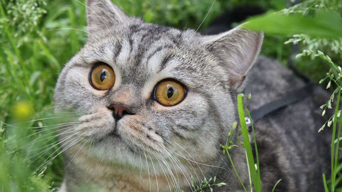 Шотландская вислоухая кошка