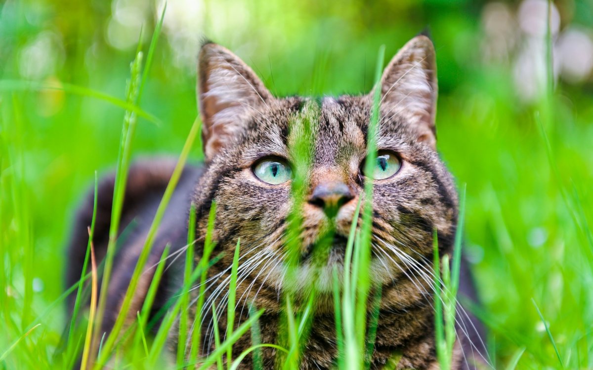 Кошка с расширенными зрачками