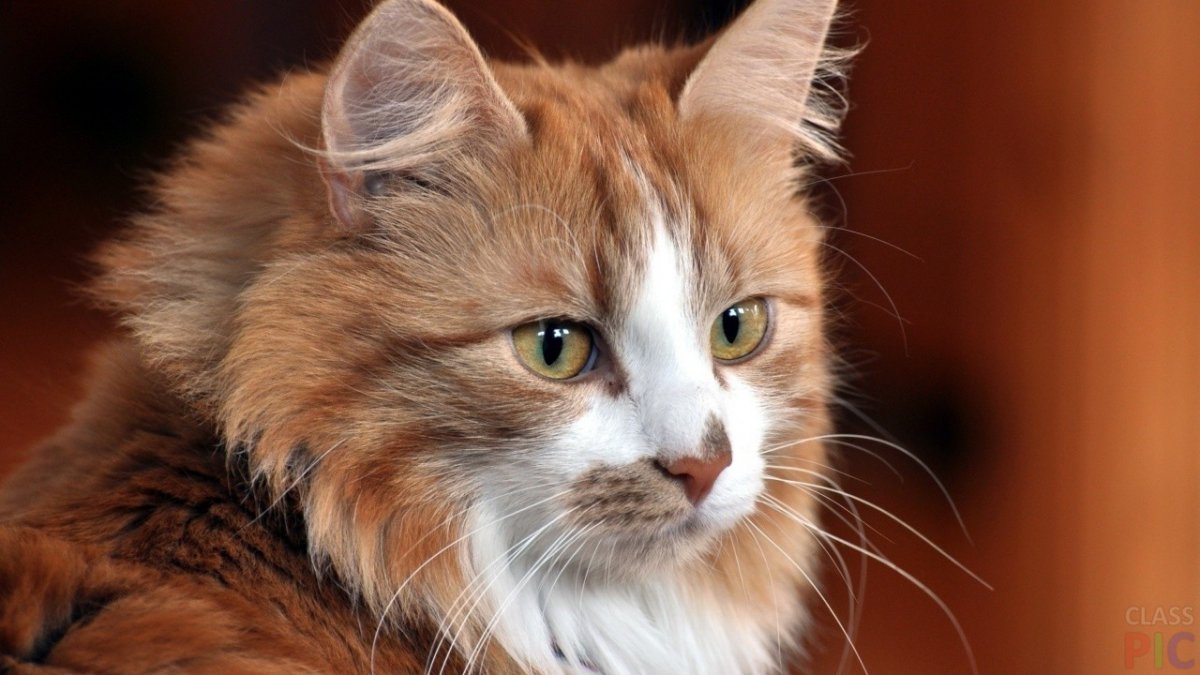 Красивые кошечки