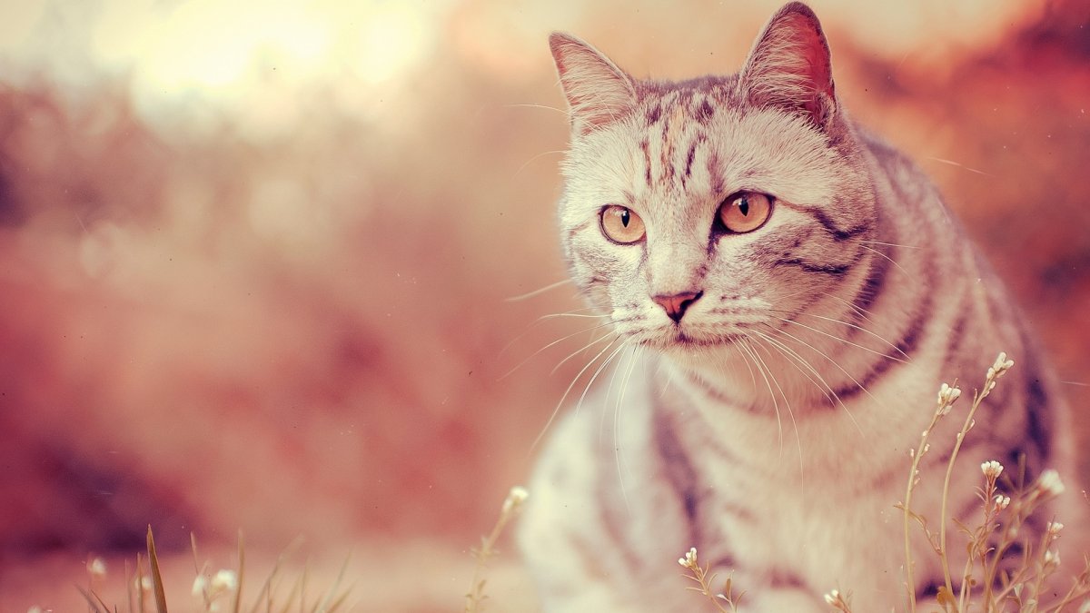 Мейн-кун рыжие три котенка