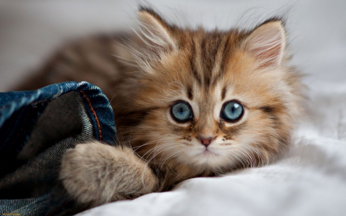 Красивые котики