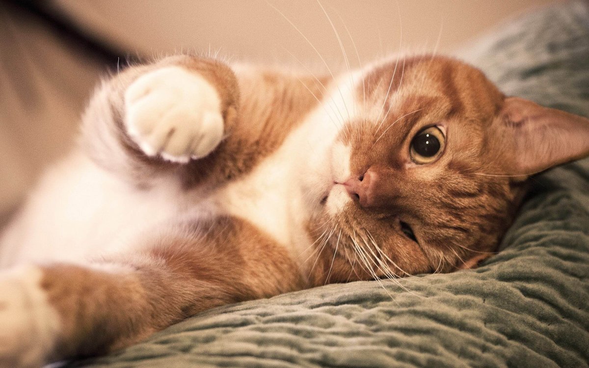 Норвежские Лесные котята серые